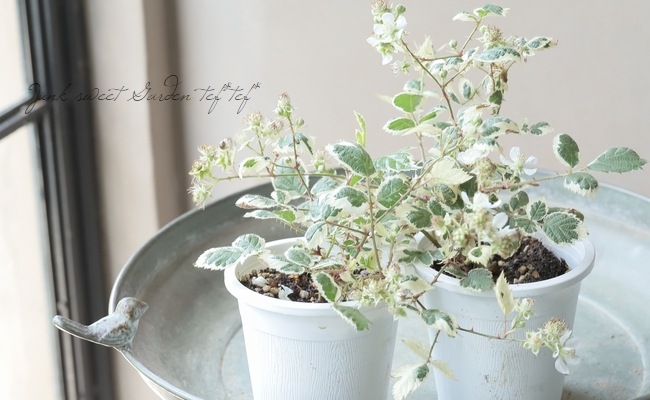 斑入り『ブラックベリー』 | すべての商品 | | Junk sweet Garden tef*tef*