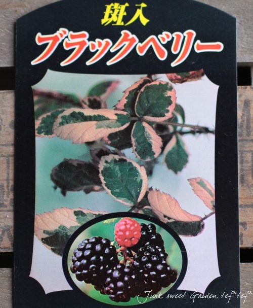 斑入り『ブラックベリー』 | すべての商品 | | Junk sweet Garden tef*tef*