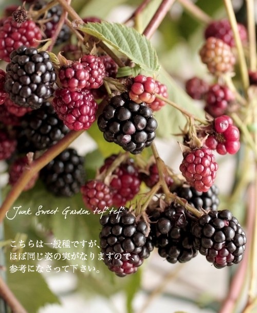 斑入り『ブラックベリー』 | すべての商品 | | Junk sweet Garden tef*tef*