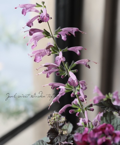 -TEFNIQUE-�󤻿��� 2019 * no.52 *���ؽ������ä���ʴ󤻿�������