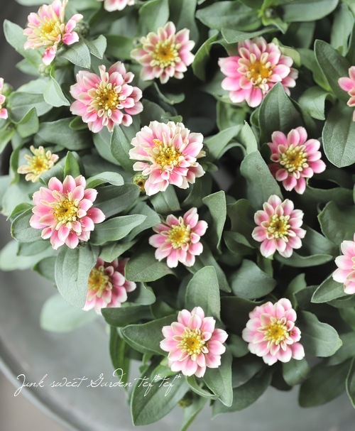 ジニア・ベリーズダブル 『ピンクラグーン』 | すべての商品 | | Junk