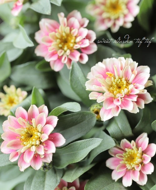 ジニア・ベリーズダブル 『ピンクラグーン』 | すべての商品 | | Junk