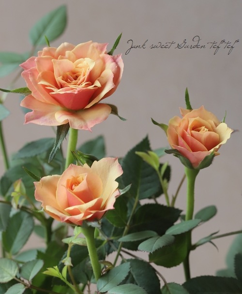 ミニバラ アレクサンドラ コルダナ すべての商品 Junk Sweet Garden Tef Tef