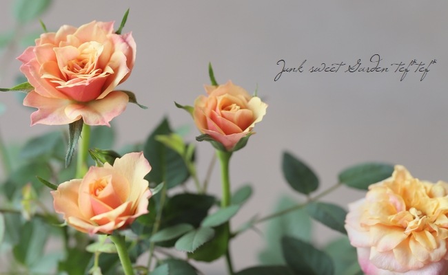 ミニバラ アレクサンドラ コルダナ すべての商品 Junk Sweet Garden Tef Tef