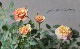 �ߥ˥Х顡�إ��쥯����ɥ顦������ʡ�