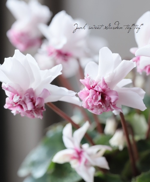 万重咲きシクラメン 『ローゼス・ピンクバイカラー』 | すべての商品