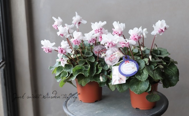 万重咲きシクラメン 『ローゼス・ピンクバイカラー』 | すべての商品