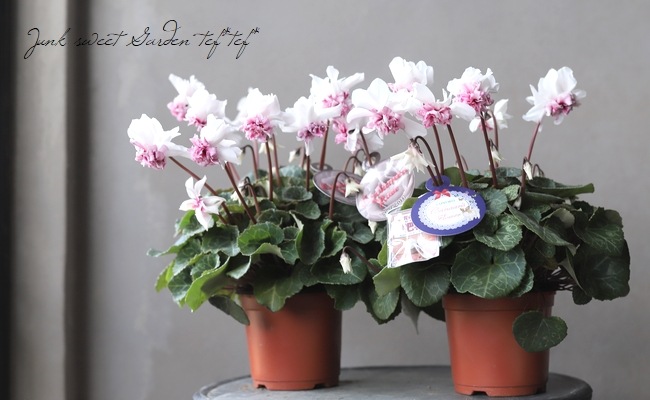 万重咲きシクラメン 『ローゼス・ピンクバイカラー』 | すべての商品