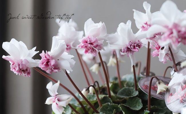 万重咲きシクラメン 『ローゼス・ピンクバイカラー』 | すべての商品