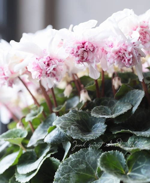 GATE⚫︎花嫁用⚫︎掛下⚫︎ ⚫︎オフホワイト＆ピンク　オシャレです。 ロックカップ JC古伊万里草花紋 ピンク | ARITA PORCELAIN LAB