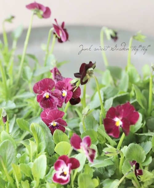 ○ビオラ・ビオレッタ 『レディッシュ411』 | すべての商品 | | Junk