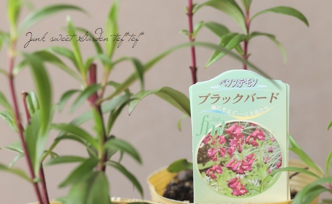 ڥ󥹥ƥ󡡡إ֥åСɡ