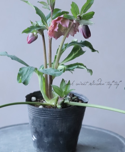 クリスマスローズ 静岡県・杉光園芸 杉山交配 『ダブルアプリコット