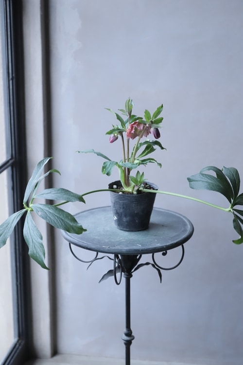 クリスマスローズ 静岡県・杉光園芸 杉山交配 『ダブルアプリコット