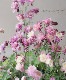 ��LUXURY SELECTION��tef*tef*���ꥸ�ʥ롪���Υ����ޥ����ػ���ʳ��������������� �赨����ͽ��