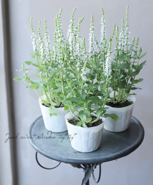 ɺӥڥСܥɡإۥ磻ȡ