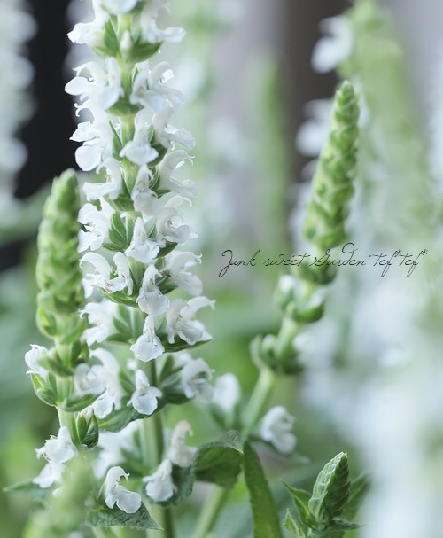 ɺӥڥСܥɡإۥ磻ȡ