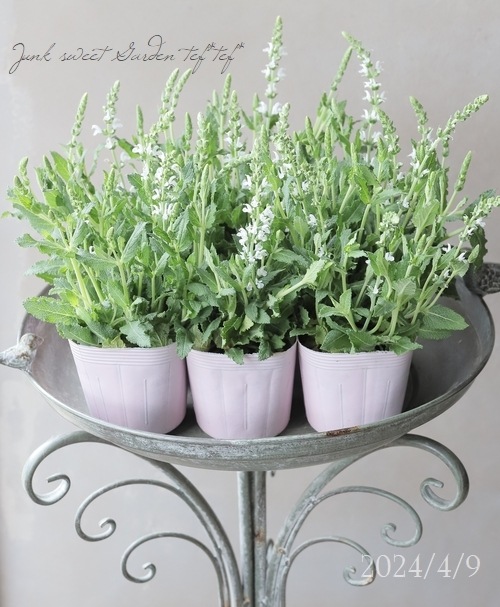 ɺӥڥСܥɡإۥ磻ȡ