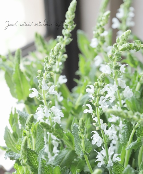 ɺӥڥСܥɡإۥ磻ȡ