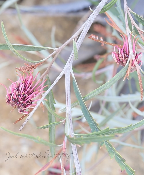グレビレア 『ブロンズランバー』 オーストラリアンプランツ | すべて
