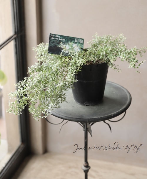 グレビレア 『コースタルスパイダー』 オーストラリアンプランツ