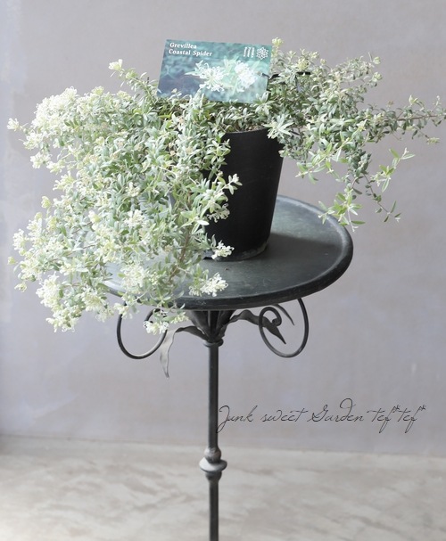 希少　グレビレアコースタルスパイダー　大株 園芸ネット本店｜グレビレア：コースタルスパイダー5号鉢植え の通販