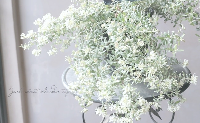 オーストラリア グレイン ヒレサイドスジ 山手線の3倍!?オーストラリア沿岸に見つかった「世界最大の単一の植物