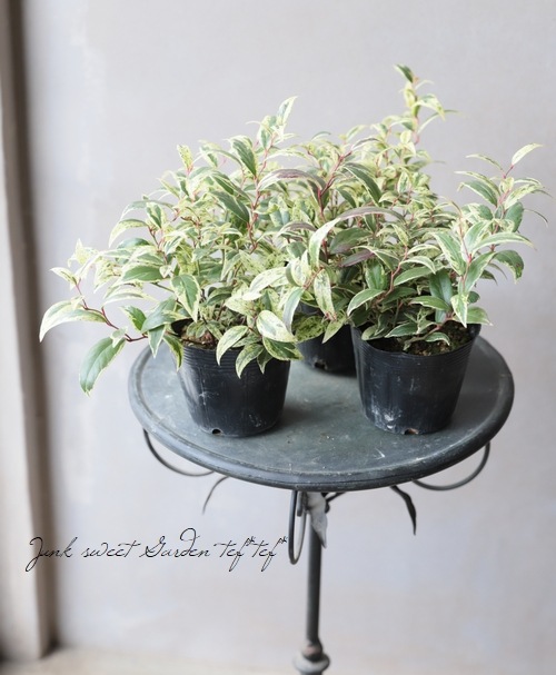 ���Υ���ʥ�ƥ󡡡إ��٥����