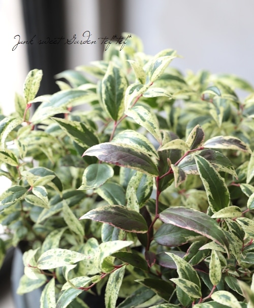 ���Υ���ʥ�ƥ󡡡إ��٥����