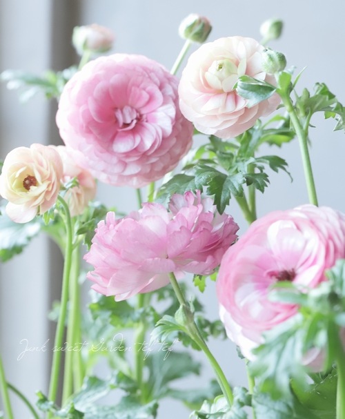 ラナンキュラス ラックスシリーズ 『品種名不明・新色？』 | すべての