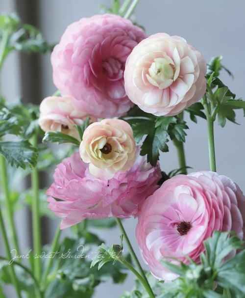 ラナンキュラス ラックスシリーズ 『品種名不明・新色？』 | すべての