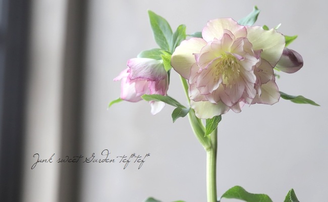 小野寺交配】 八重クリスマスローズ 『No.L』 | すべての商品 | | Junk