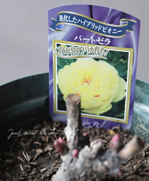 進化したハイブリット芍薬 『バートゼラ』 | すべての商品 | | Junk