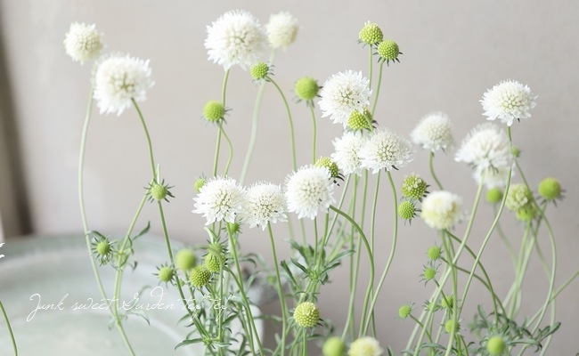 �����ӥ��������ȥ��ѡ��ץ쥢���إ��Ρ��ᥤ�ǥ�� ����������