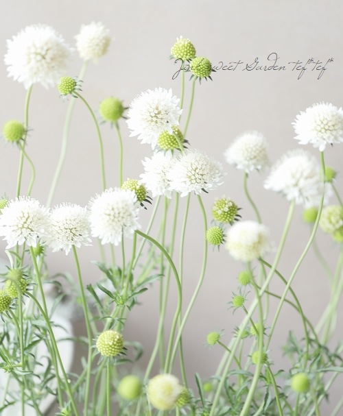 �����ӥ��������ȥ��ѡ��ץ쥢���إ��Ρ��ᥤ�ǥ�� ����������