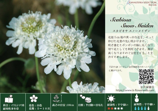 �����ӥ��������ȥ��ѡ��ץ쥢���إ��Ρ��ᥤ�ǥ�� ����������