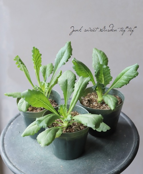 �����ӥ��������ȥ��ѡ��ץ쥢���إ��Ρ��ᥤ�ǥ�� ����������