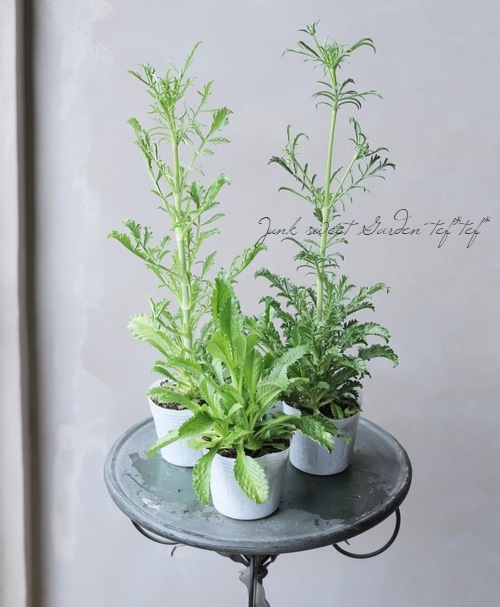 �����ӥ��������ȥ��ѡ��ץ쥢���إ��Ρ��ᥤ�ǥ�� ����������