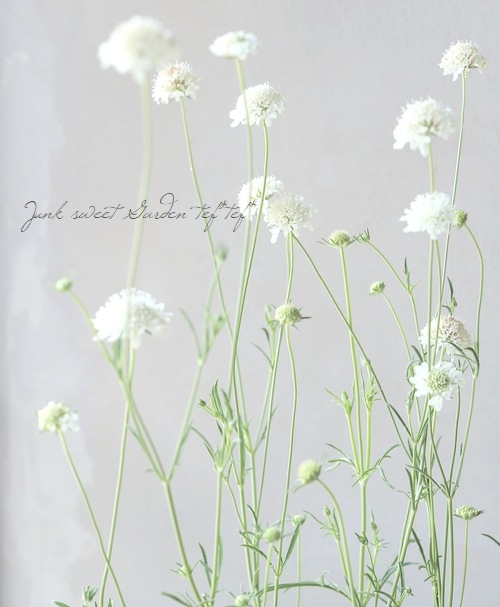 �����ӥ��������ȥ��ѡ��ץ쥢���إ��Ρ��ᥤ�ǥ�� ����������