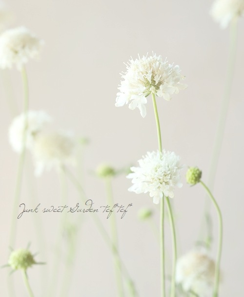 �����ӥ��������ȥ��ѡ��ץ쥢���إ��Ρ��ᥤ�ǥ�� ����������