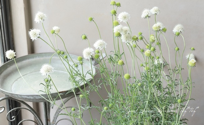 �����ӥ��������ȥ��ѡ��ץ쥢���إ��Ρ��ᥤ�ǥ�� ����������