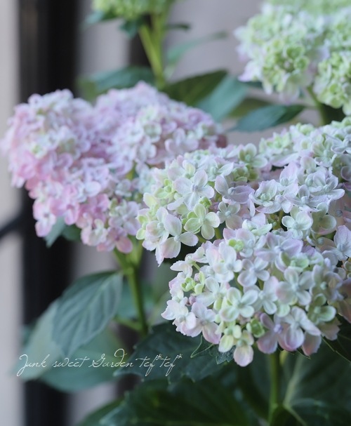 դ۲֡ޤ餭ػĻ -ߥɥ- ޤ