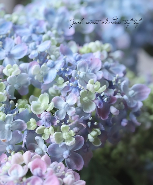 դ۲֡ޤ餭ػĻ -ߥɥ- ޤ