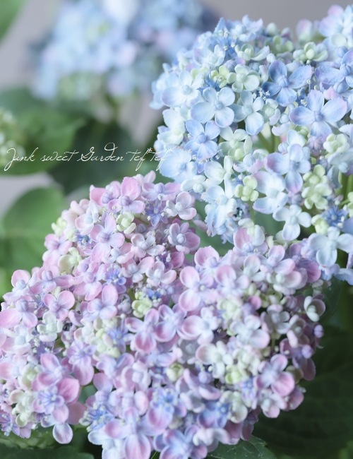 おたふく紫陽花 手まり咲き 三河千鳥 ミカワチドリ すべての商品 Junk Sweet Garden Tef Tef おたふく紫陽花 手まり咲き 三河千鳥 ミカワチドリ すべての商品 Junk Sweet Garden Tef Tef