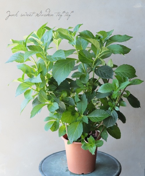 դ۲֡ޤ餭ػĻ -ߥɥ- ޤ