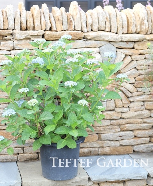 դ۲֡ޤ餭ػĻ -ߥɥ- ޤ