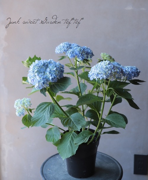 դ۲֡ޤ餭ػĻ -ߥɥ- ޤ