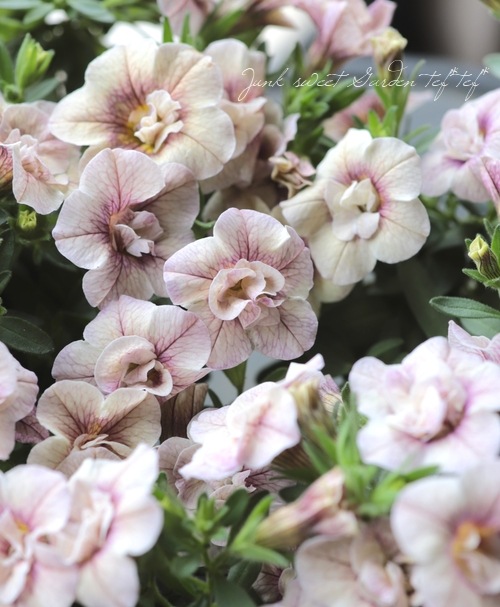 ��ʬ������롪Ȭ�ź餭����֥饳�����ƥ��ե��������֥롡����ƥ��������꡼�����إ��⡼�����ѡ��ץ�� No.2��