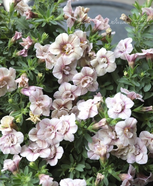 ��ʬ������롪Ȭ�ź餭����֥饳�����ƥ��ե��������֥롡����ƥ��������꡼�����إ��⡼�����ѡ��ץ�� No.2��