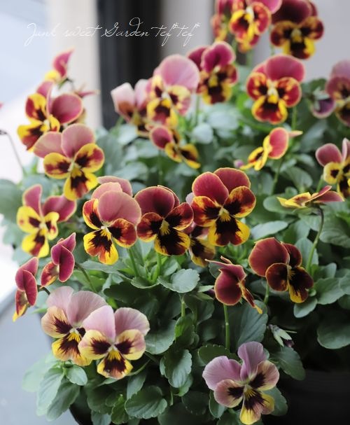 ビオラ・ももかシリーズ 『れんが』 変わり咲き【B】 | すべての商品